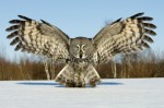 great-grey-owl-1320692219.jpg